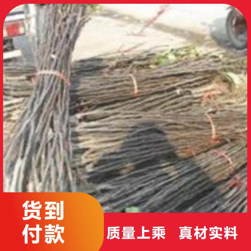 梨树苗多行业适用