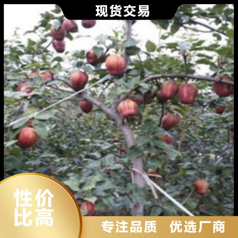 梨樹苗_藍(lán)莓苗廠家直銷供貨穩(wěn)定
