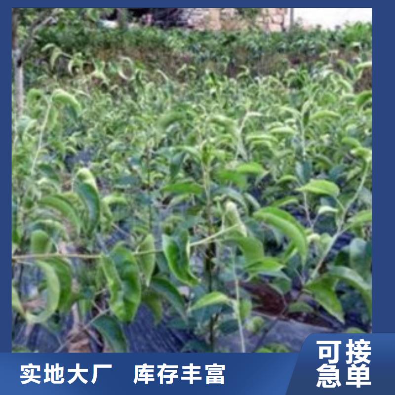 梨樹苗板栗苗商家直供