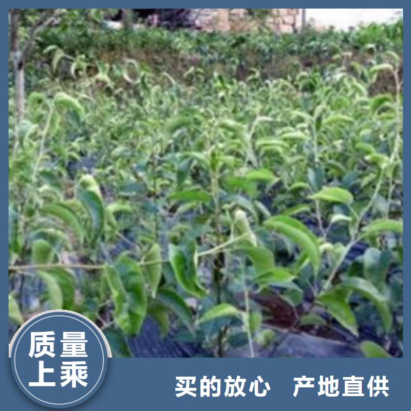 梨樹苗核桃苗嚴(yán)選材質(zhì)