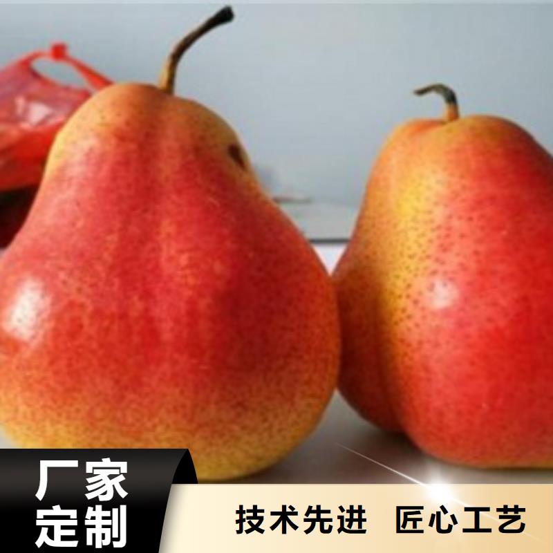 梨樹苗李子苗好廠家有擔(dān)當(dāng)