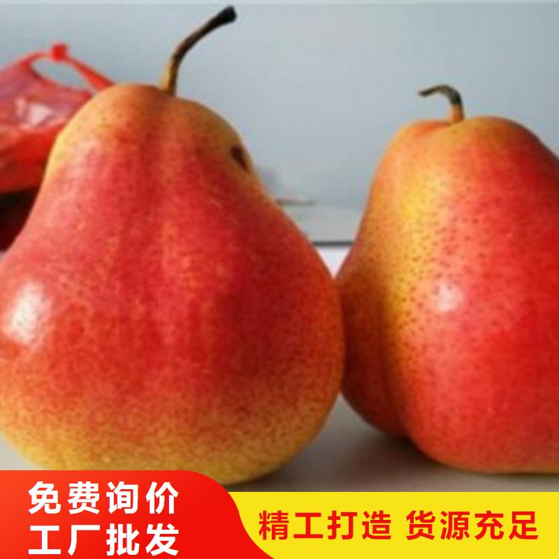 梨树苗核桃苗精心打造