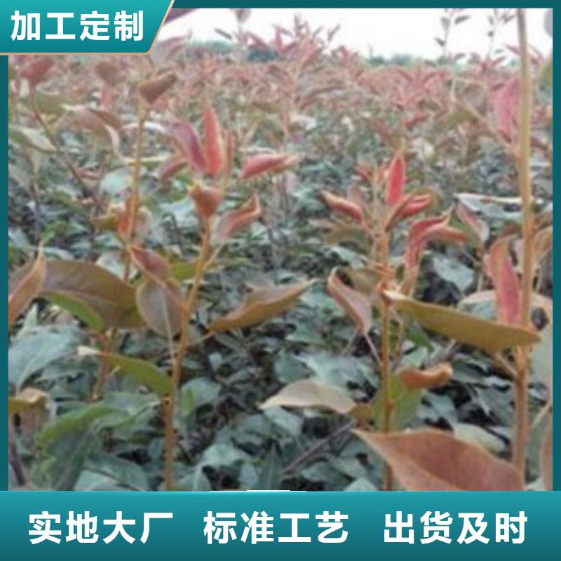 梨树苗多行业适用