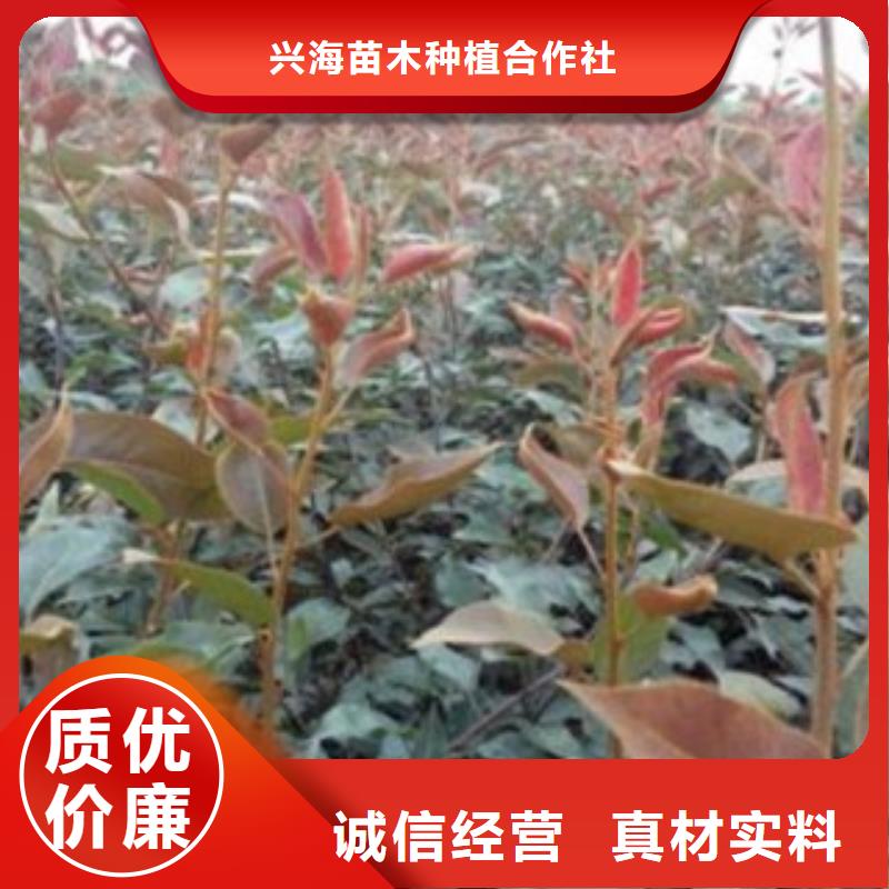 梨樹苗核桃苗嚴(yán)選材質(zhì)