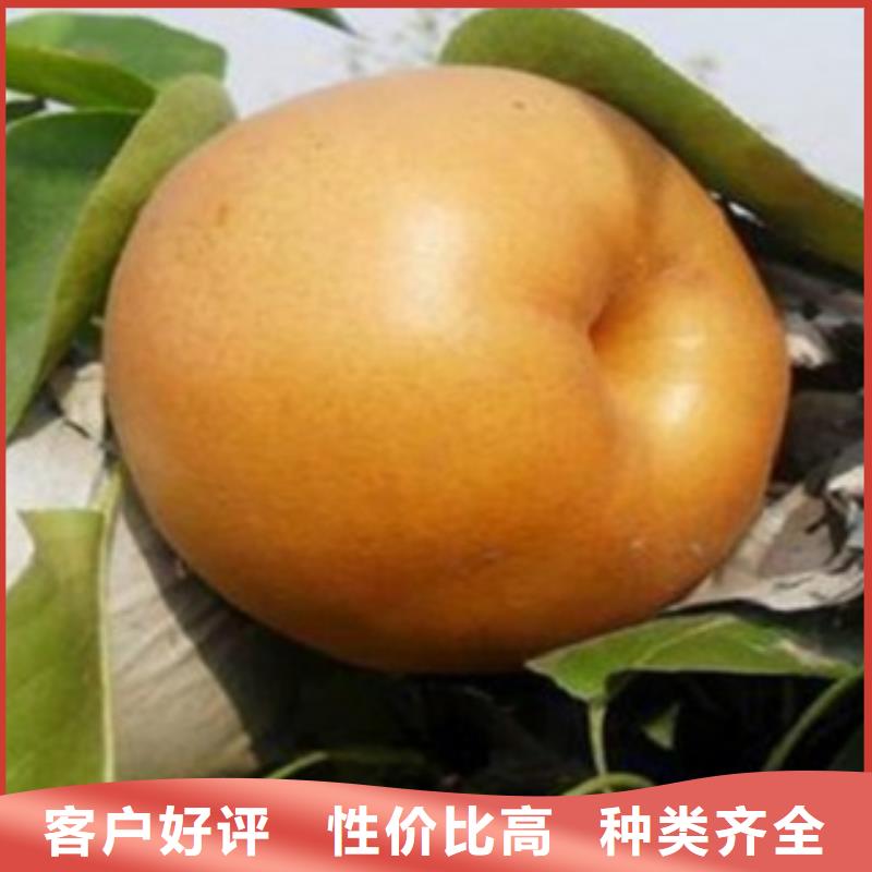 梨树苗为您提供一站式采购服务