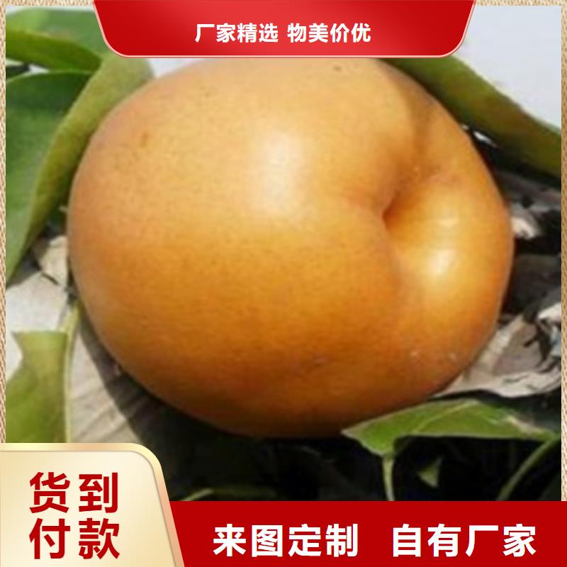 梨树苗_蓝莓苗厂家直销供货稳定
