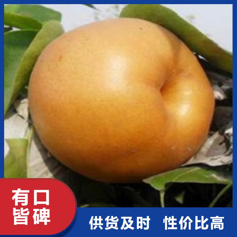 梨樹苗李子苗好廠家有擔(dān)當(dāng)