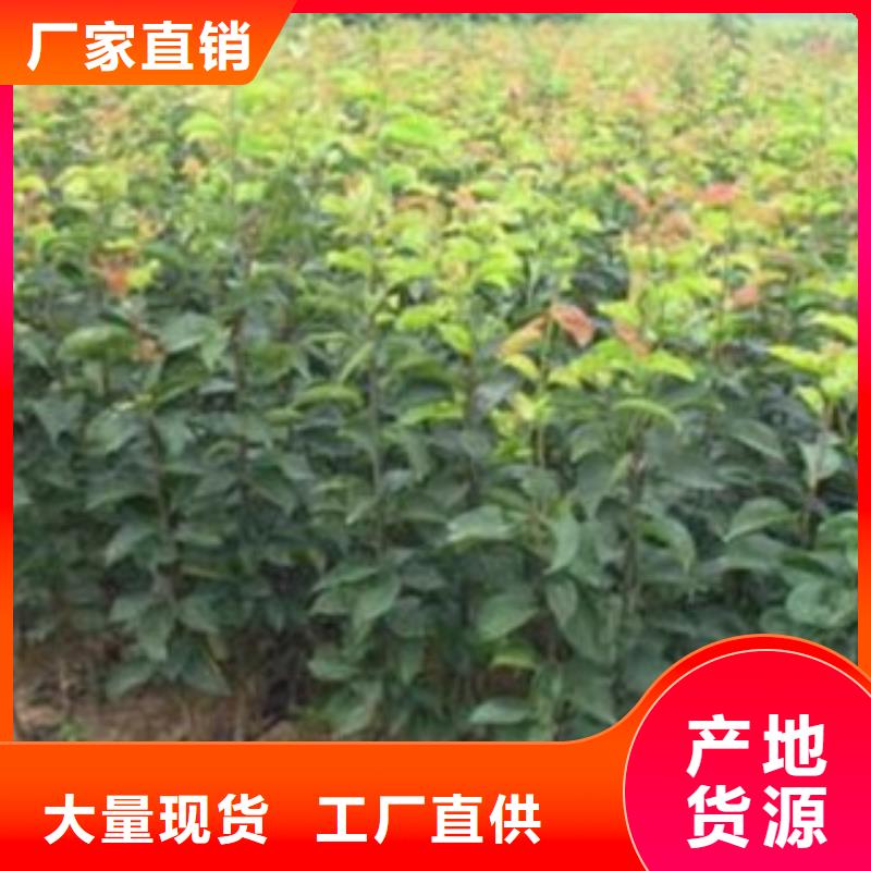 梨树苗核桃苗严选材质