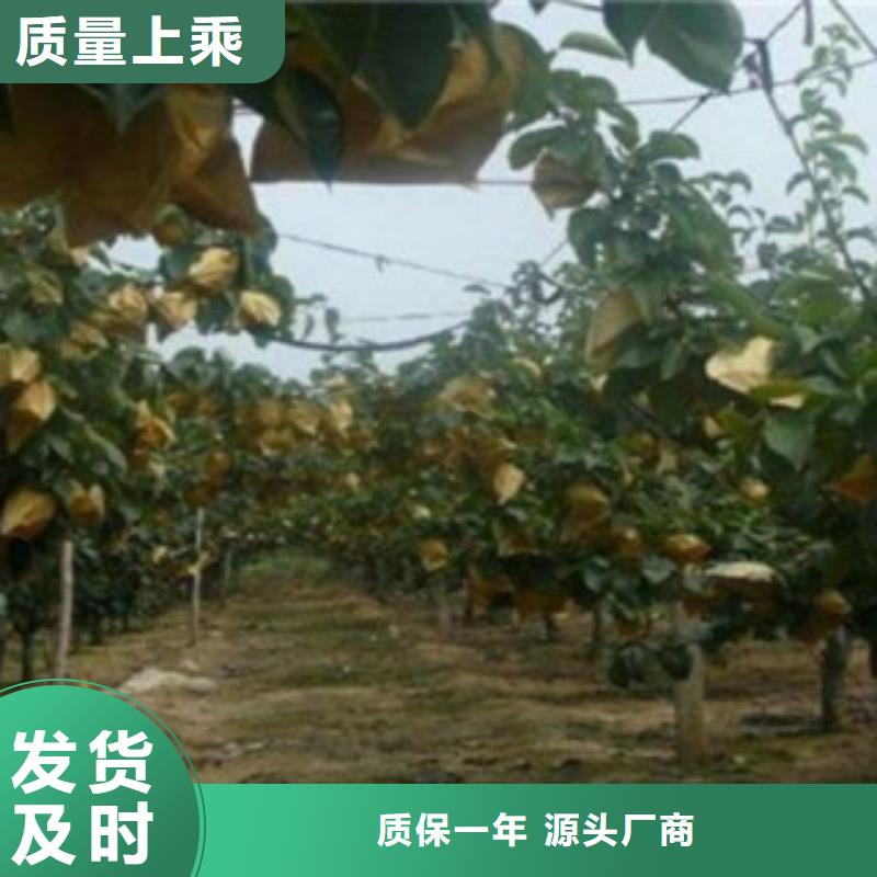 梨樹苗,板栗苗供貨及時