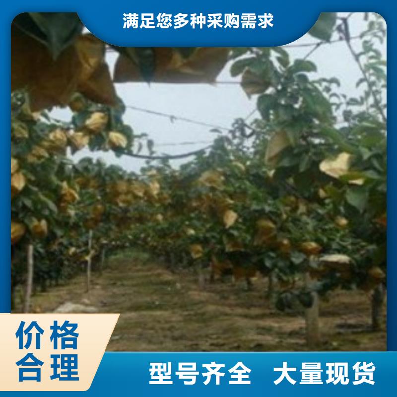 梨樹苗蘋果苗源頭直供