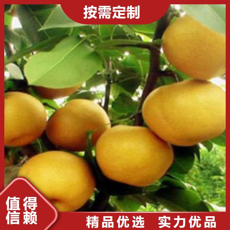 梨樹(shù)苗板栗苗細(xì)節(jié)決定成敗