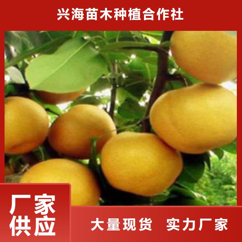 梨树苗为您提供一站式采购服务