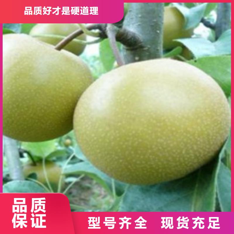 梨树苗当日价格