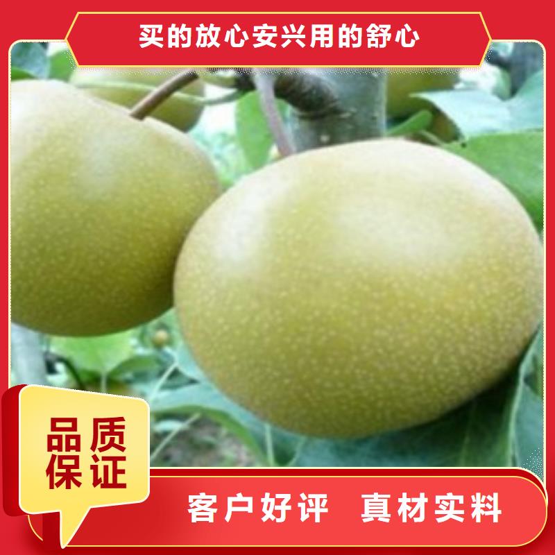 梨樹(shù)苗,桃樹(shù)苗客戶信賴的廠家