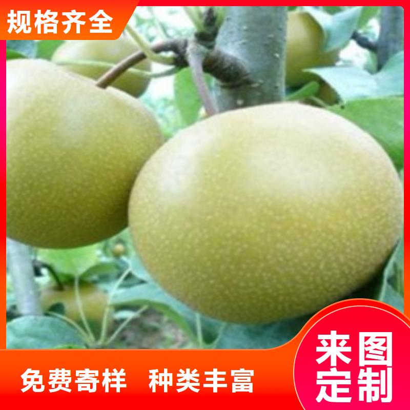 梨樹苗_藍莓苗廠家直銷供貨穩(wěn)定