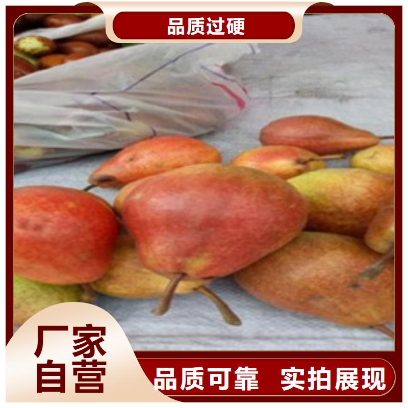 梨樹苗-藍(lán)莓苗細(xì)節(jié)展示