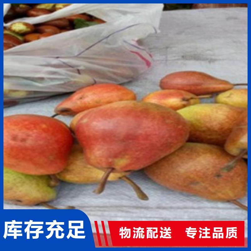 梨樹苗板栗苗商家直供