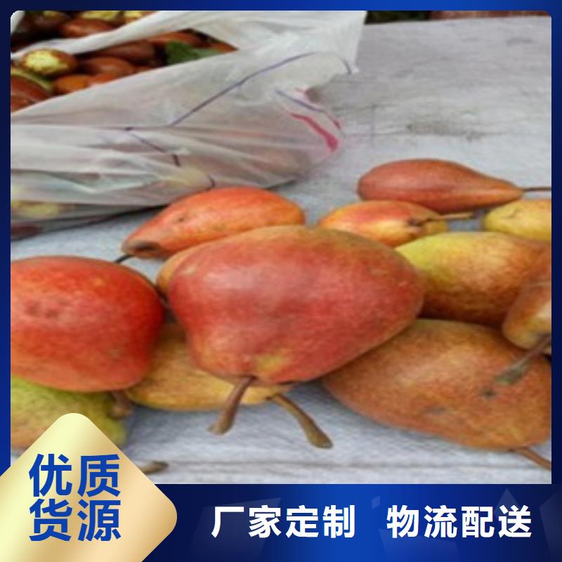 梨樹苗當(dāng)日價格