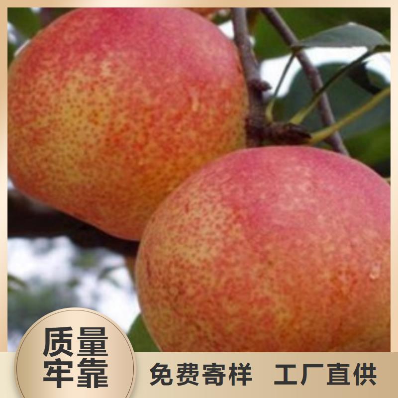 梨樹苗_藍(lán)莓苗24小時(shí)下單發(fā)貨