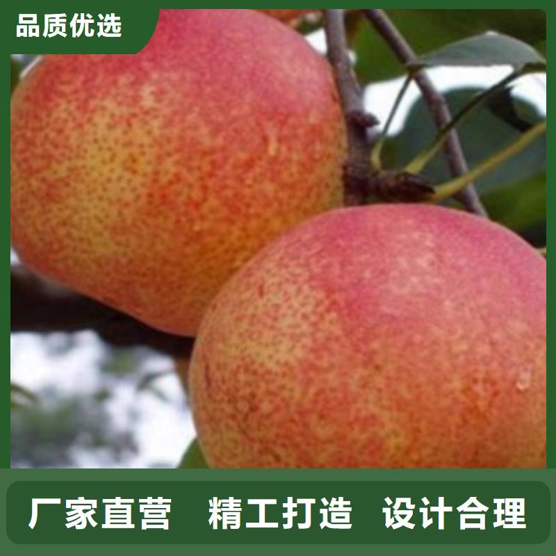 梨树苗核桃苗精心打造