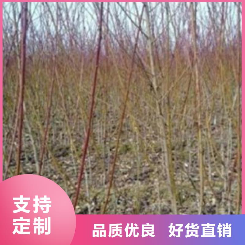 梨树苗_蓝莓苗实力大厂家