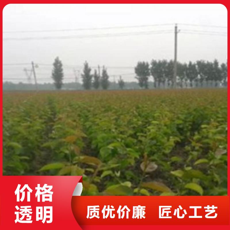 梨樹苗核桃苗嚴(yán)選材質(zhì)