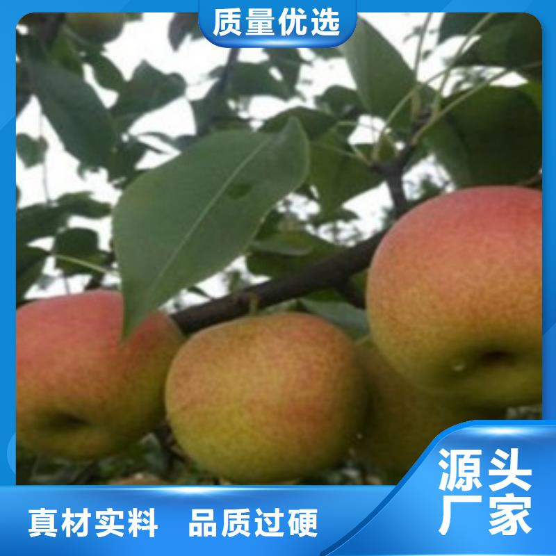 梨树苗多行业适用