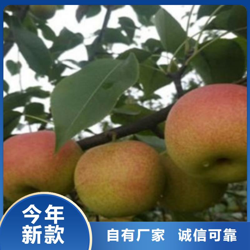 梨樹苗李子苗好廠家有擔(dān)當(dāng)