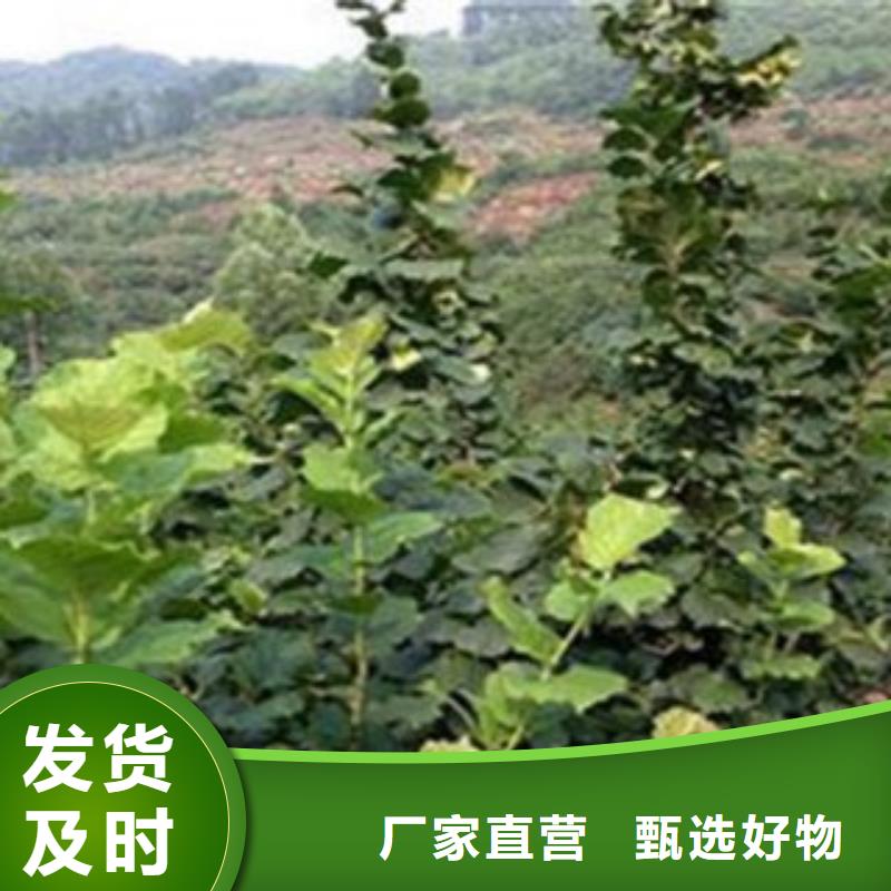 梨树苗核桃苗严选材质