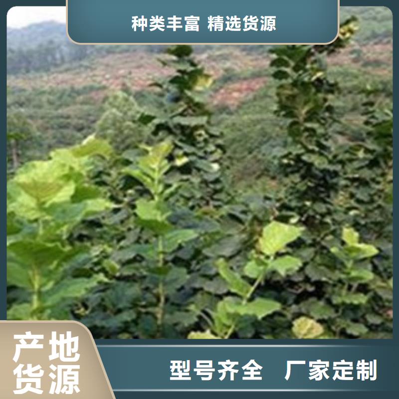 梨树苗_蓝莓苗厂家直销供货稳定