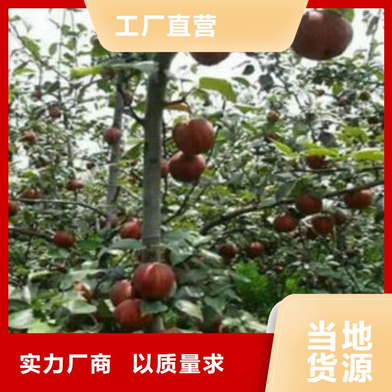 梨树苗核桃苗精心打造