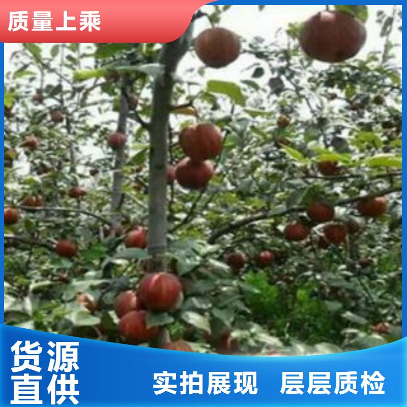 梨树苗核桃苗精心打造