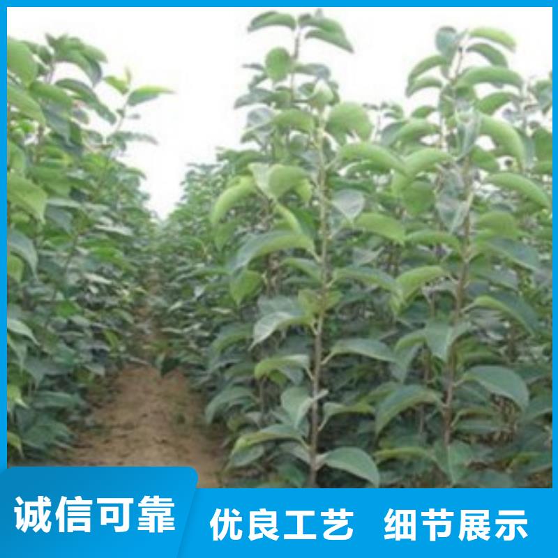 梨树苗核桃苗精心打造