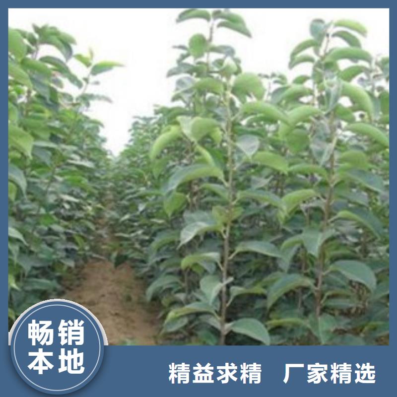 梨樹苗蘋果苗源頭直供