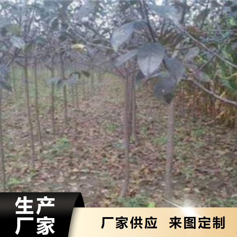 梨樹苗蘋果苗源頭直供