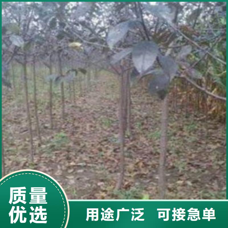 梨樹苗,板栗苗供貨及時