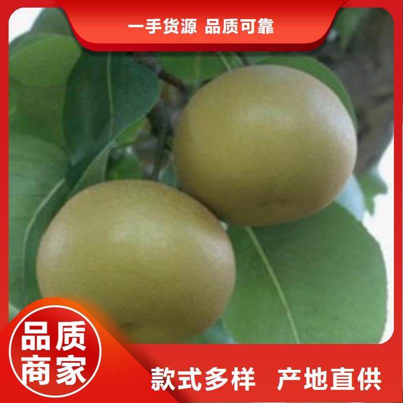 梨樹苗蘋果苗源頭直供