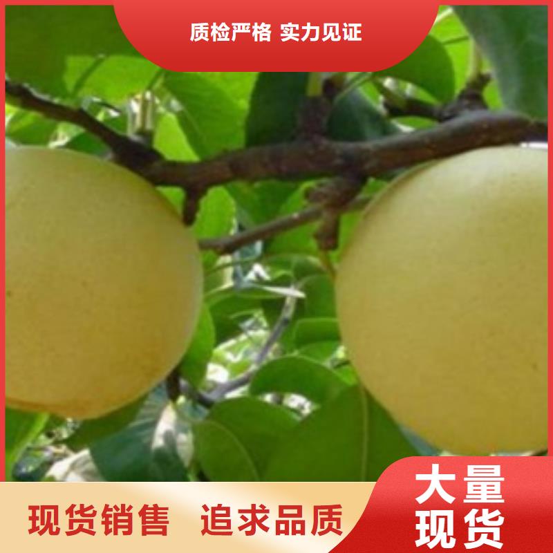 梨樹苗蘋果苗源頭直供