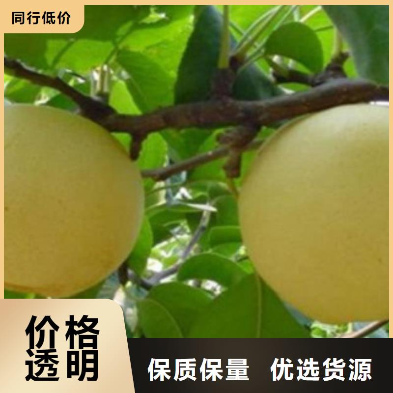 梨樹苗_藍(lán)莓苗24小時(shí)下單發(fā)貨