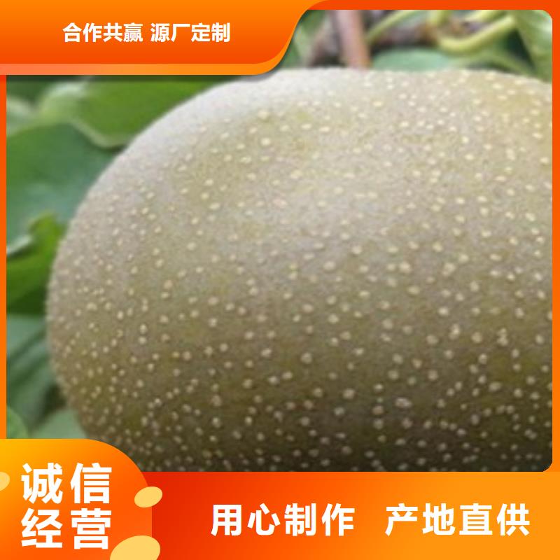 梨树苗当日价格