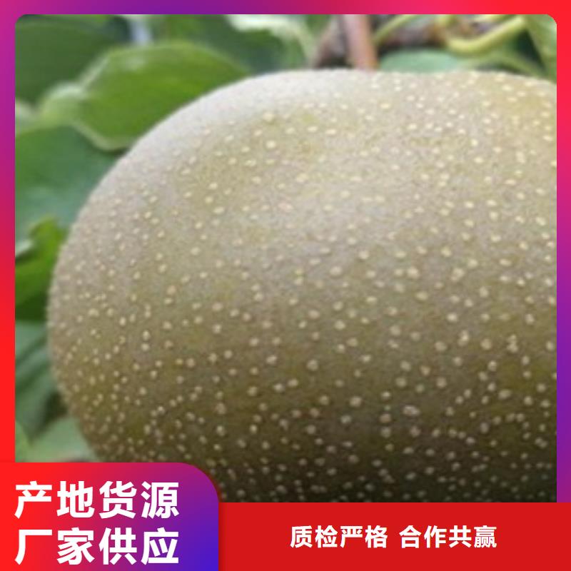 梨樹苗_藍(lán)莓苗24小時(shí)下單發(fā)貨