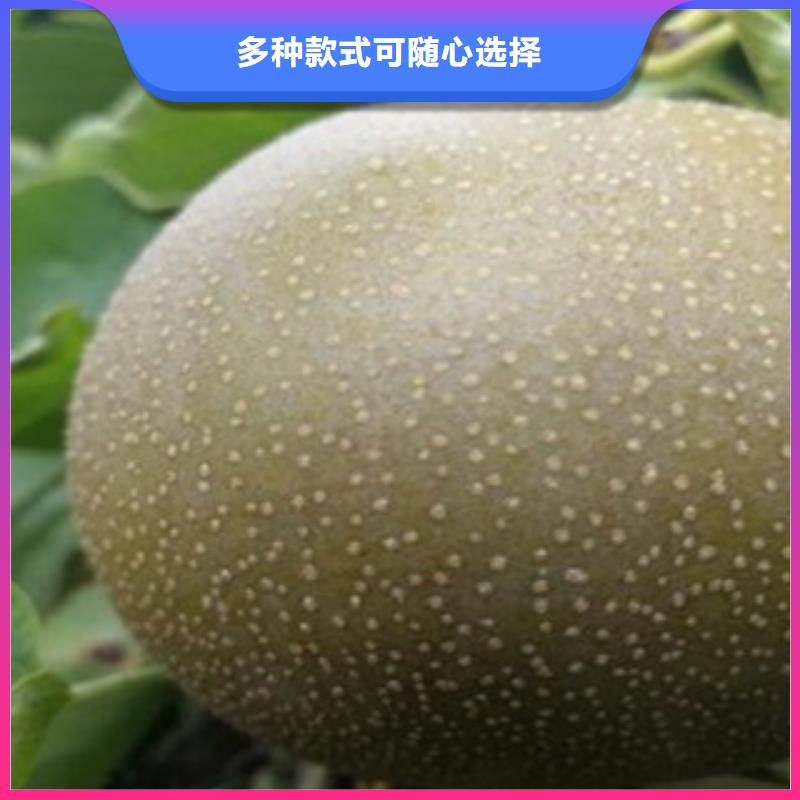 梨樹苗蘋果苗源頭直供