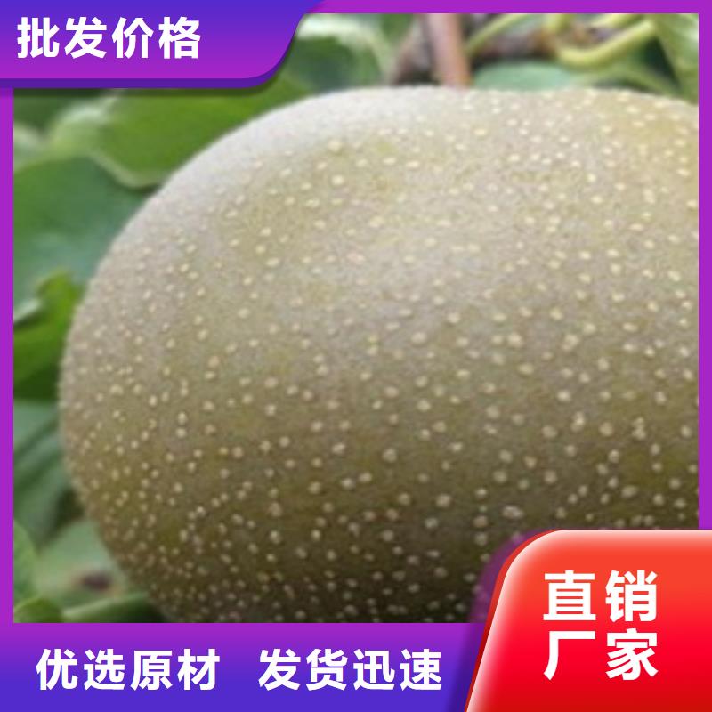 梨树苗核桃苗精心打造