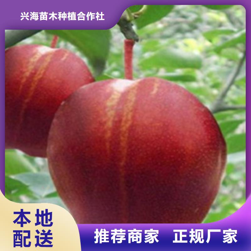 梨樹苗蘋果苗源頭直供
