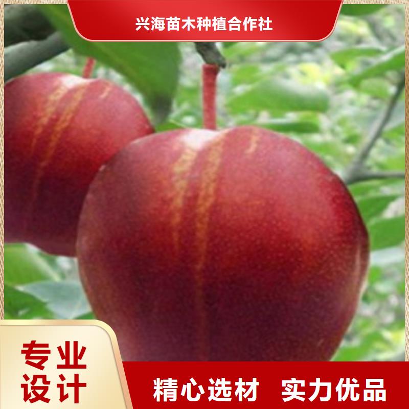 梨樹苗_藍(lán)莓苗24小時(shí)下單發(fā)貨