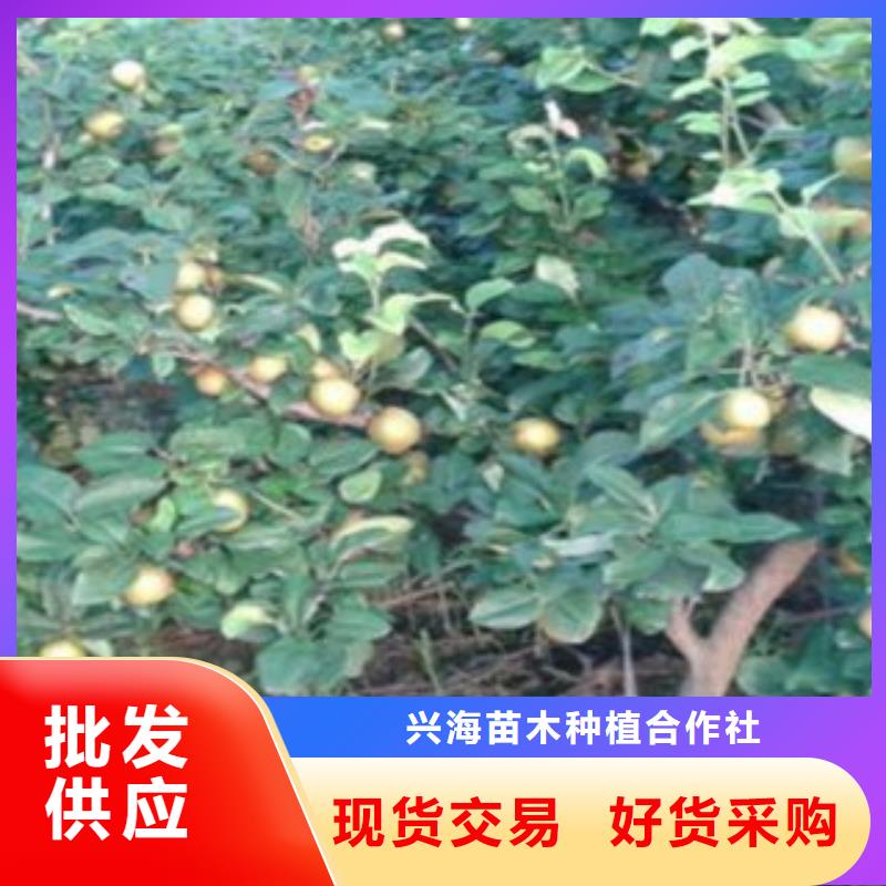 梨樹苗_藍(lán)莓苗24小時(shí)下單發(fā)貨