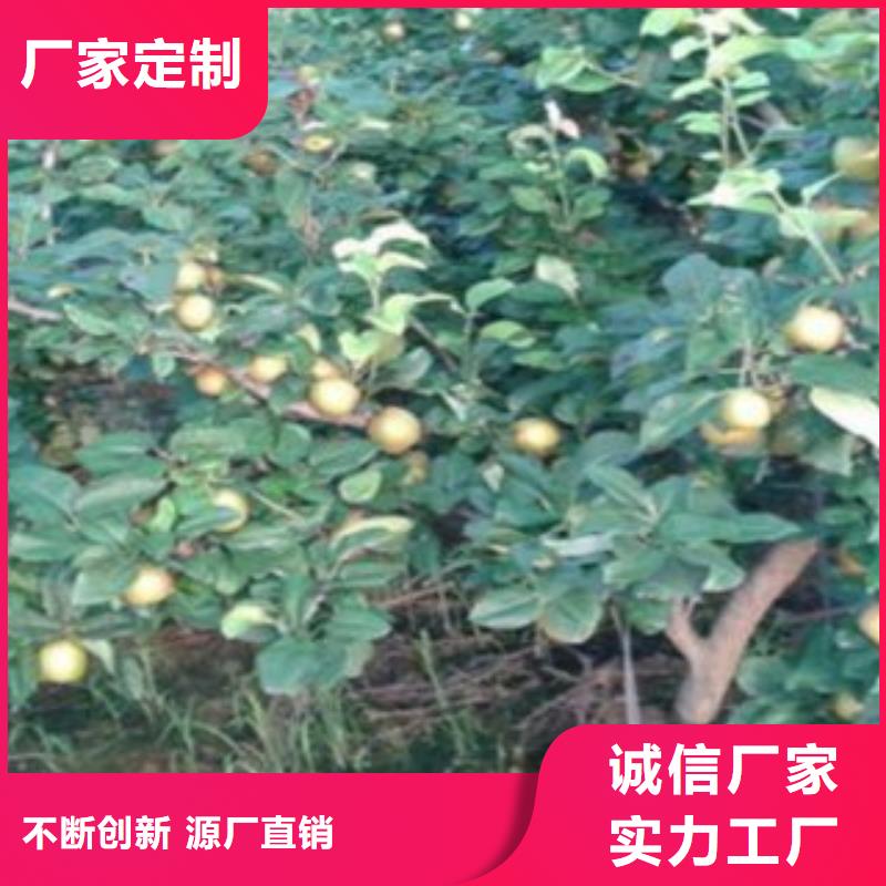 梨樹苗_藍(lán)莓苗24小時(shí)下單發(fā)貨