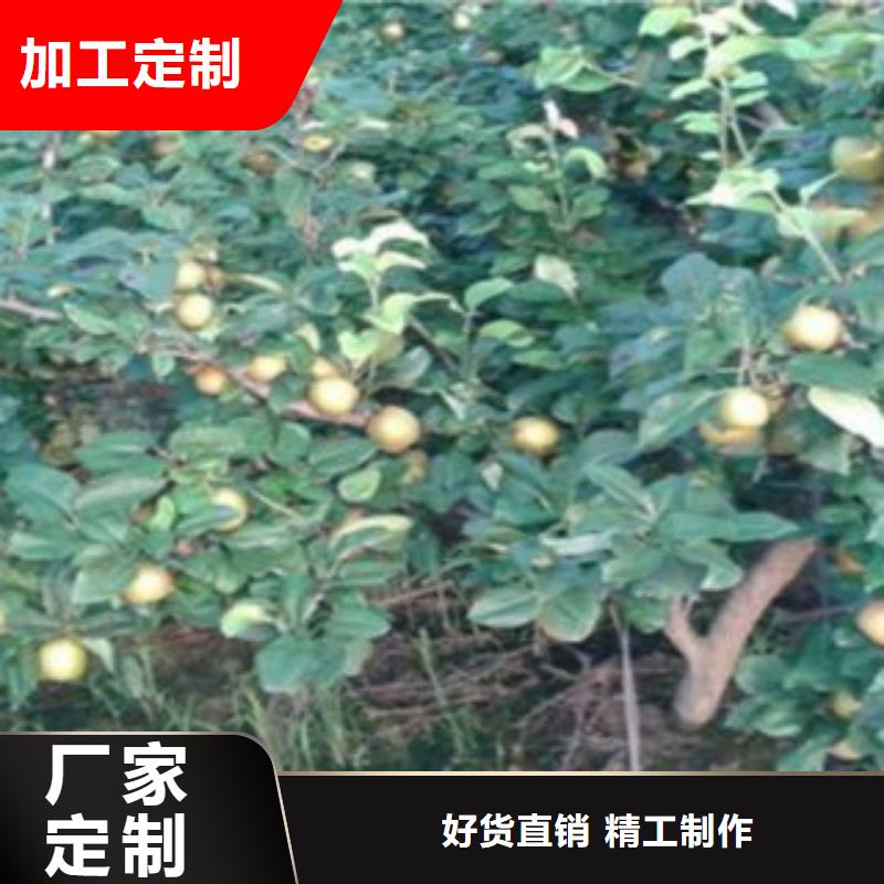 梨樹苗蘋果苗源頭直供