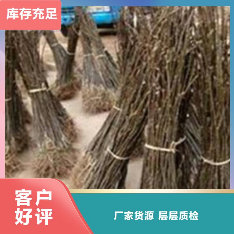 梨树苗核桃苗精心打造