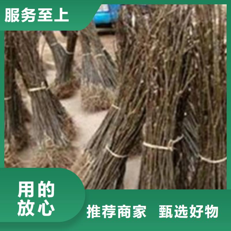 梨樹苗蘋果苗源頭直供